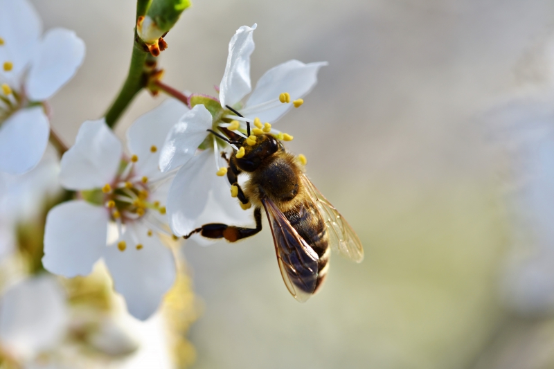 jardinerie-ST JEANNET-min_bee-4092986